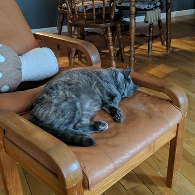 Ms.Phish sleeping on a footstool